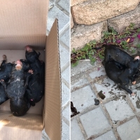 Rescatan de un contenedor de Badajoz 11 cachorros, 8 de ellos muertos