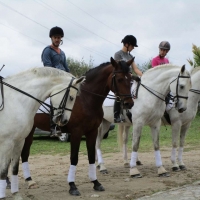 Los jóvenes aprenderán en Navalmoral manejos y cuidados del caballo