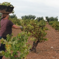 Asaja augura una reducción de la vendimia por la escasez de lluvias