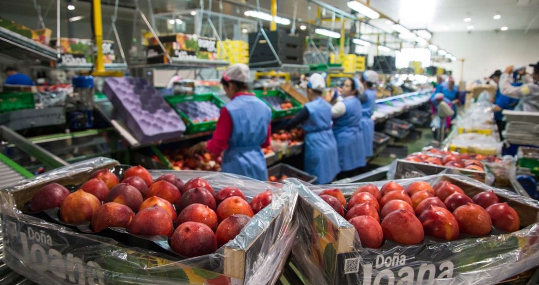 Vara destaca la innovación y emprendimiento en el sector de la fruta