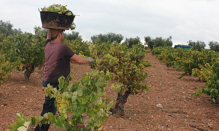 Asaja augura una reducción de la vendimia por la escasez de lluvias