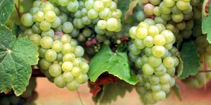 La Unión: “Hay bodegas en Tierra de Barros recogiendo uvas sin precio”