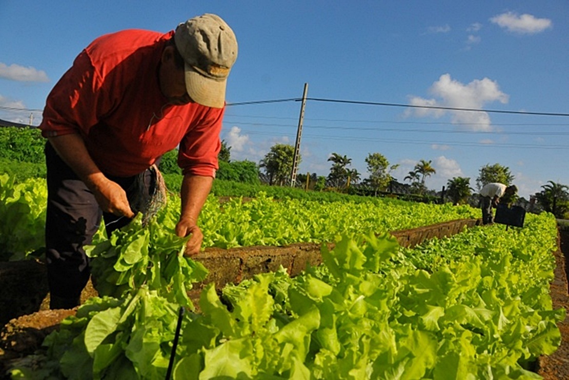 La Junta abona las ayudas para la innovación en el sector agrario y forestal