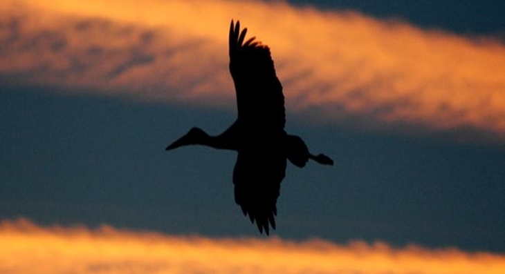Extremadura,principal destino de turismo ornitológico en España