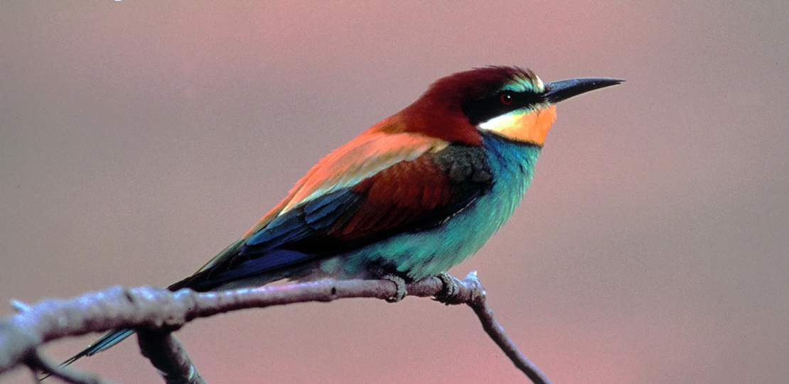 Medio Ambiente acepta el control por daños del abejaruco