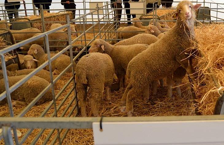 Podemos proyecta su documental ‘Sanidad Animal: relato de un conflicto’