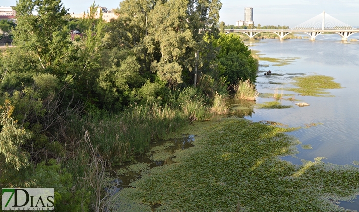 El gran paripé del camalote y nenufar en Badajoz