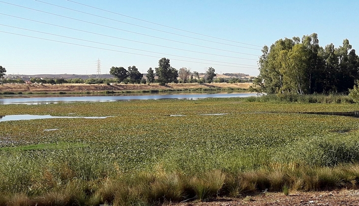 Nuevas quejas por el estado del río Guadiana a su paso por Badajoz