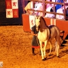 Las actividades no han cesado durante el fin de semana en El Festival Medieval de Alburquerque