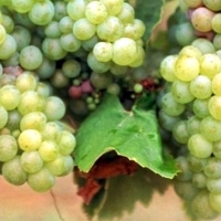 La Unión: “Hay bodegas en Tierra de Barros recogiendo uvas sin precio”