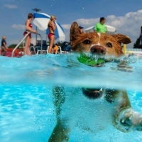 Patas al Agua volverá a Mérida en septiembre