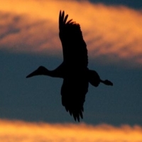 Extremadura,principal destino de turismo ornitológico en España