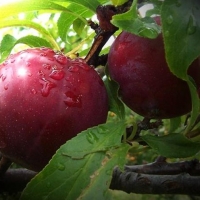 ASAJA exige incluir la ciruela en el cupo de retirada de la fruta de hueso