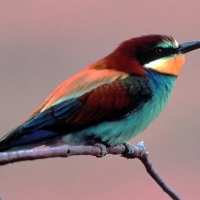 Medio Ambiente acepta el control por daños del abejaruco