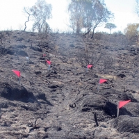Investigan a tres personas como autores del incendio de Alcántara