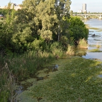 El gran paripé del camalote y nenufar en Badajoz