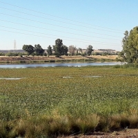 Nuevas quejas por el estado del río Guadiana a su paso por Badajoz