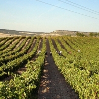 Nueva convocatoria de ayudas a la reestructuración de viñedos