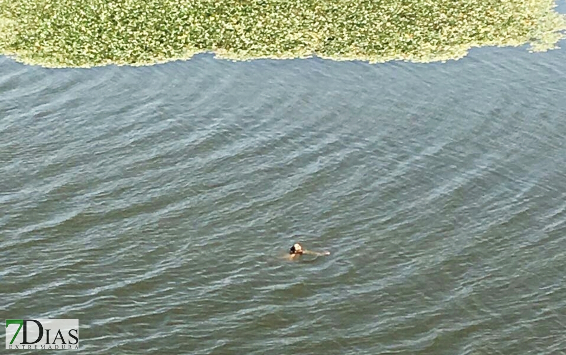 Una joven se precipita al río Guadiana desde el Puente Nuevo