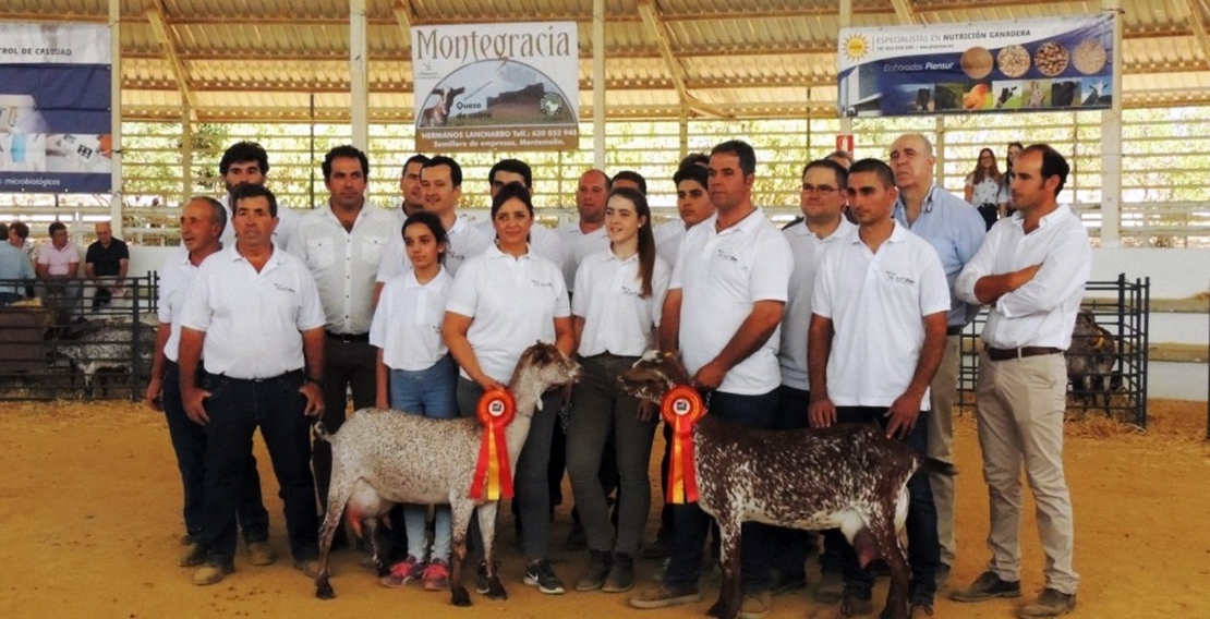 Celebrado el XII Concurso Nacional de Ganado Caprino en la Feria de Zafra