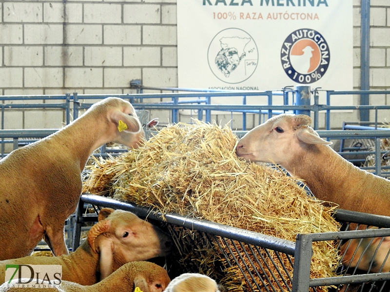 Imágenes de la 32º edición del Salón Ovino de Castuera