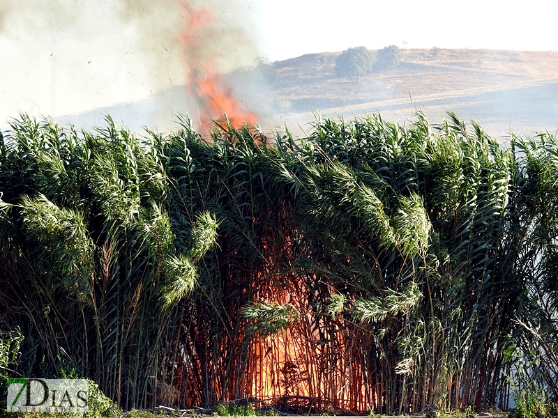 Incendio en una parcela de la carretera de Sevilla (Badajoz)