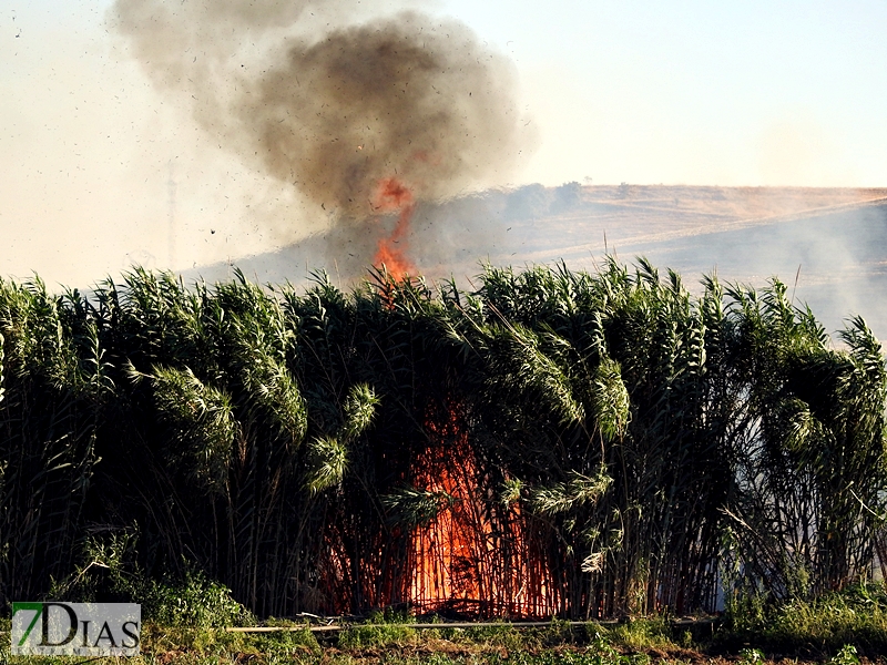 Incendio en una parcela de la carretera de Sevilla (Badajoz)