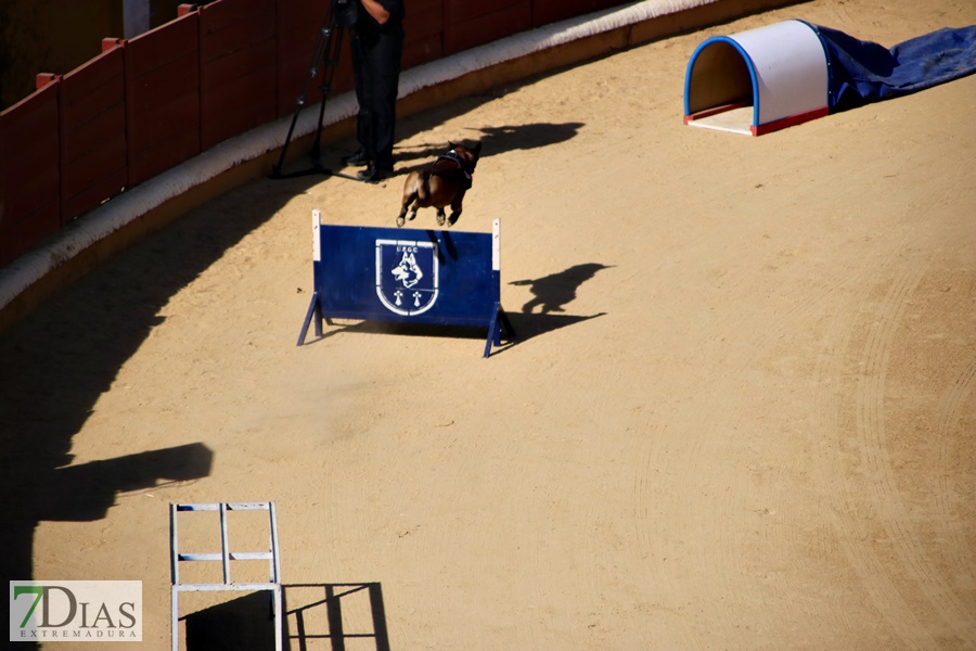 Exhibición de la Policía Nacional en la Plaza de Toros de Badajoz