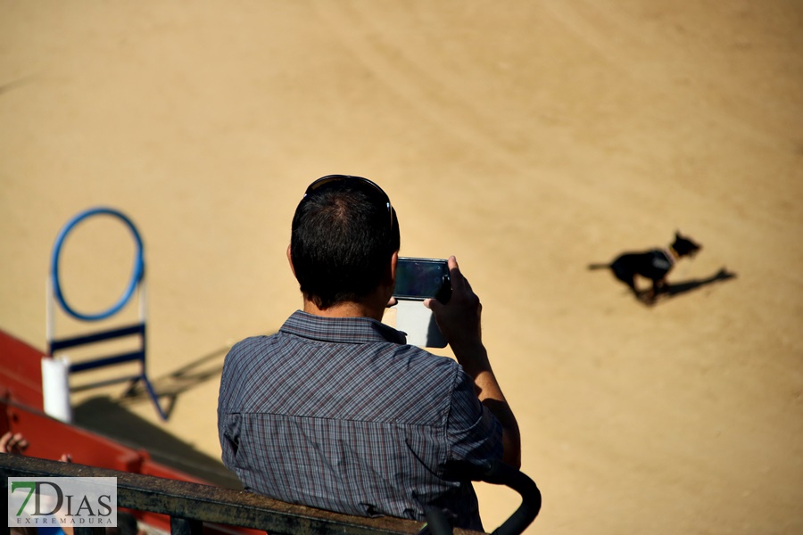 Exhibición de la Policía Nacional en la Plaza de Toros de Badajoz