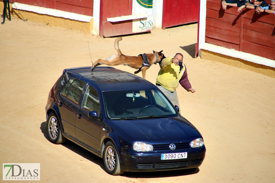 Exhibición de la Policía Nacional en la Plaza de Toros de Badajoz