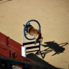 Exhibición de la Policía Nacional en la Plaza de Toros de Badajoz