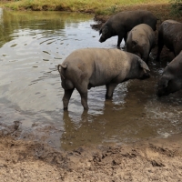 Begoña García anima al sector del cerdo ibérico a conseguir la internacionalización