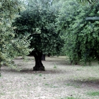 Desarrollan actuaciones para evitar la introducción de la bacteria Xylella