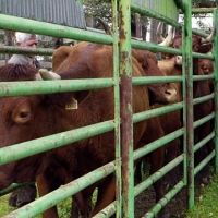 Las explotaciones positivas de tuberculosis bovina se reducen en Extremadura