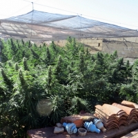 Intervienen más de 100 plantas de marihuana en la provincia de Badajoz