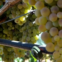 La Unión exige precios mínimos para la venta de uva blanca
