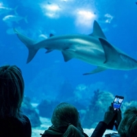 El Oceanário de Lisboa vuelve a ser elegido el mejor acuario del mundo