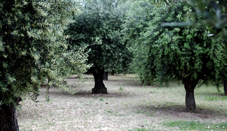 Desarrolladas diversas actuaciones para evitar la introducción de la bacteria Xylella