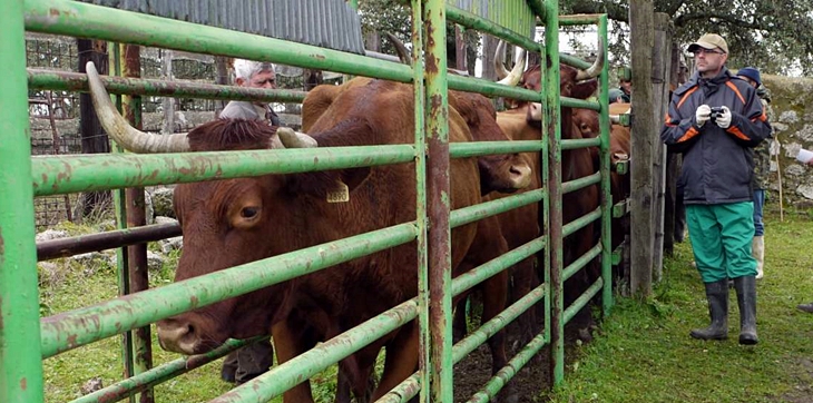 Las explotaciones positivas de tuberculosis bovina se reducen en Extremadura