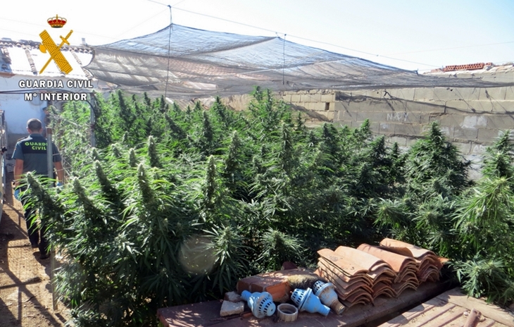 Intervienen más de 100 plantas de marihuana en la provincia de Badajoz