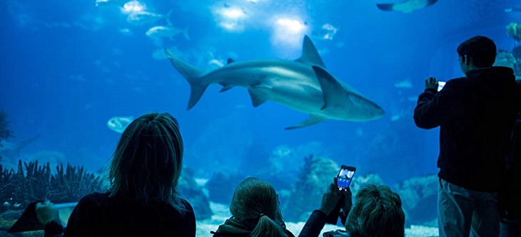 El Oceanário de Lisboa vuelve a ser elegido el mejor acuario del mundo