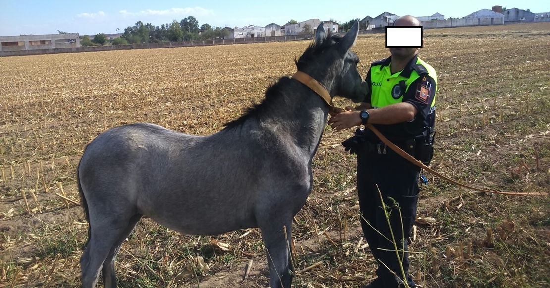 Imputado el dueño de un caballo por tenerlo suelto en la vía pública