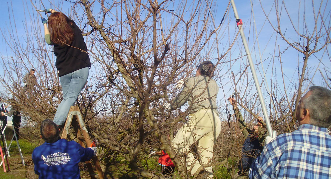 La Junta formará a 700 profesionales del sector frutícola