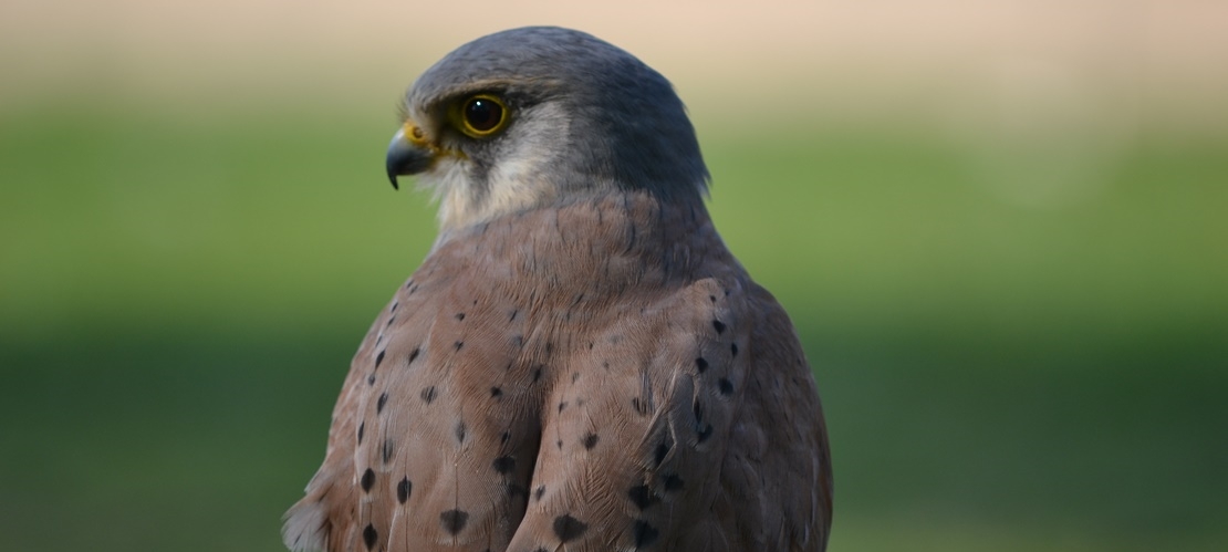 Llerena presentará en noviembre el proyecto 'LIFE ZEPAURBAN'