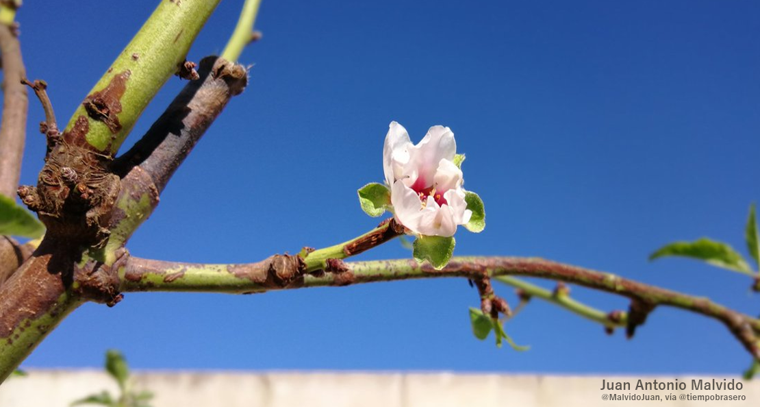 Las cálidas temperaturas de este otoño primaveral adelantan la floración en algunas zonas