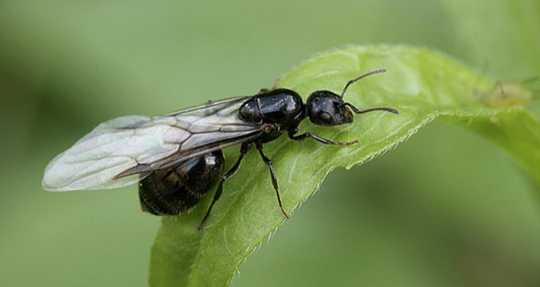 Llegada de hormigas voladoras estos días, ¿qué indica realmente su aparición?