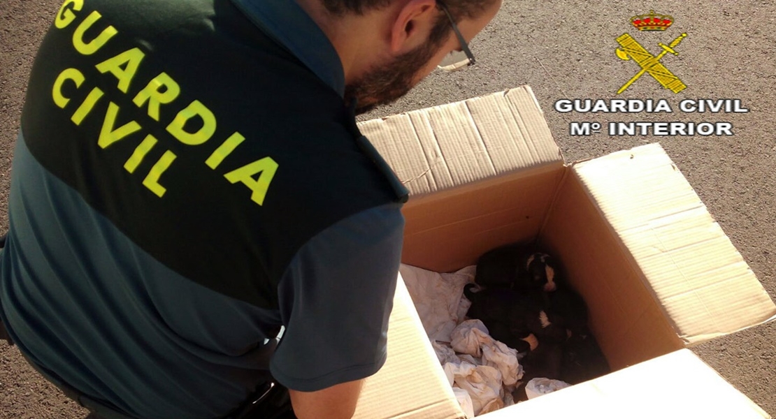 La Guardia Civil salva la vida de siete cachorros abandonados