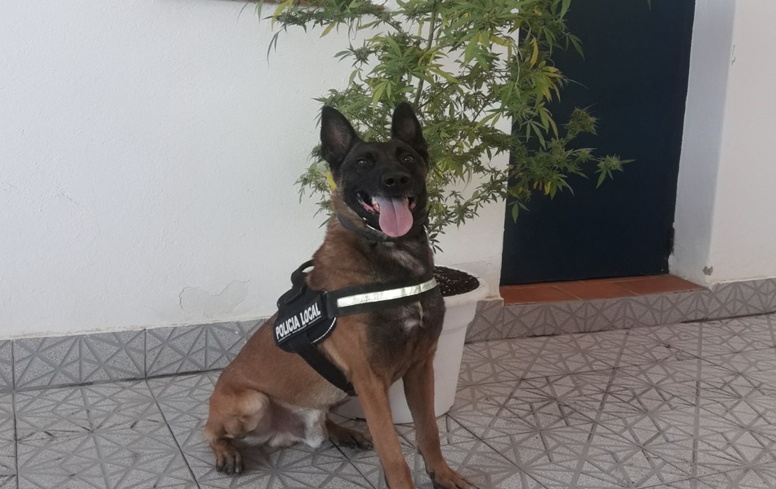 La Policía de Montijo interviene una planta de marihuana de un balcón