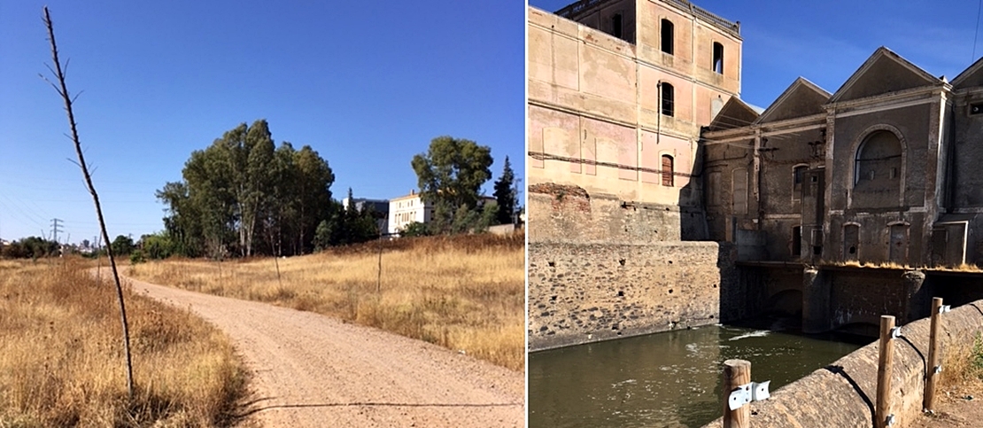La Cívica alerta sobre la muerte de un centenar de árboles