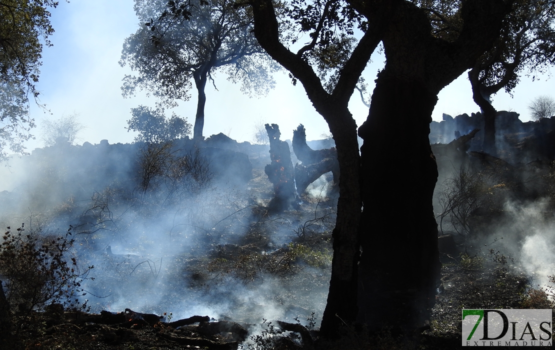 Imágenes del incendio en las cercanías de Alburquerque